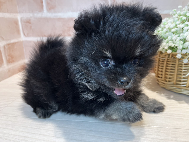 岡山県のポメラニアン (ペッツファースト倉敷店/2025年4月23日生まれ/男の子/ブラックタン)の子犬の3枚目の画像
