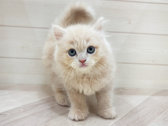 福岡県のサイベリアン (ペッツファーストfor cats福岡天神店/2025年4月23日生まれ/男の子/クリームタビー)の子猫の1枚目の画像