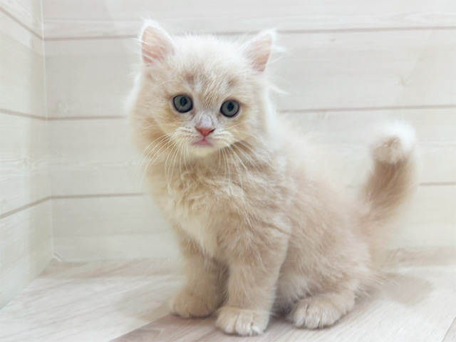 福岡県のサイベリアン (ペッツファーストfor cats福岡天神店/2025年4月23日生まれ/男の子/クリームタビー)の子猫の2枚目の画像