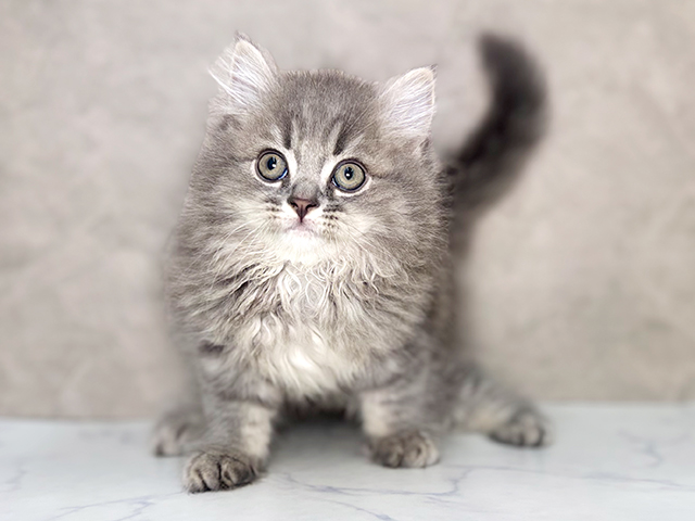 大阪府のサイベリアン (ペッツファースト東大阪店/2025年4月23日生まれ/男の子/ブルータビー)の子猫の1枚目の画像