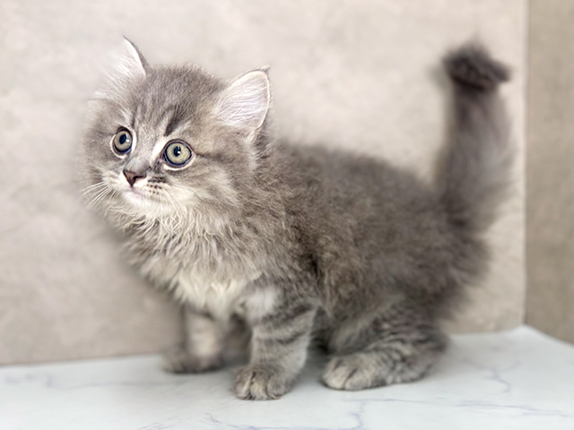 大阪府のサイベリアン (ペッツファースト東大阪店/2025年4月23日生まれ/男の子/ブルータビー)の子猫の2枚目の画像