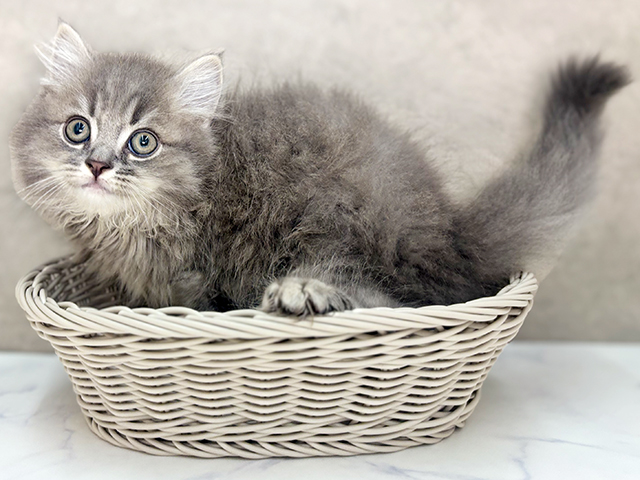 大阪府のサイベリアン (ペッツファースト東大阪店/2025年4月23日生まれ/男の子/ブルータビー)の子猫の3枚目の画像