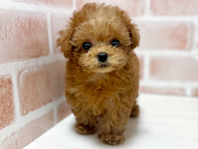東京都のタイニープードル (ペッツファースト池袋店/2025年4月24日生まれ/男の子/レッド)の子犬の1枚目の画像