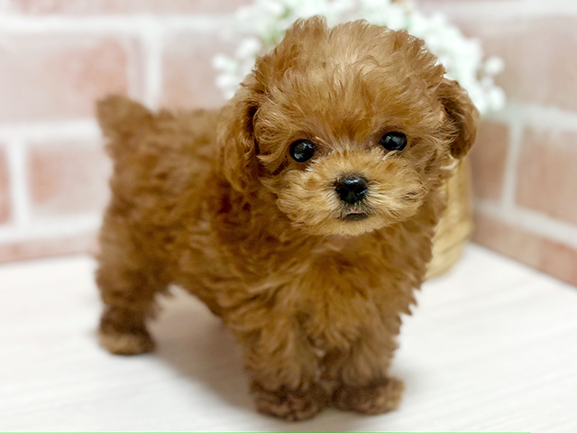 東京都のタイニープードル (ペッツファースト池袋店/2025年4月24日生まれ/男の子/レッド)の子犬の2枚目の画像
