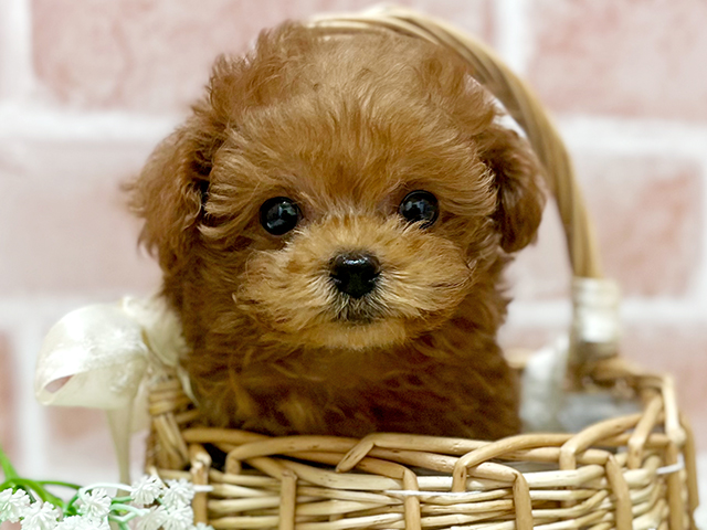 東京都のタイニープードル (ペッツファースト池袋店/2025年4月24日生まれ/男の子/レッド)の子犬の3枚目の画像