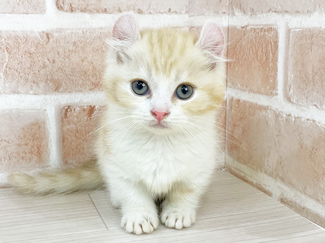 神奈川県のキンカロー (ペッツファーストfor cats横浜元町店/2025年4月25日生まれ/女の子/クリームタビーホワイト)の子猫の1枚目の画像
