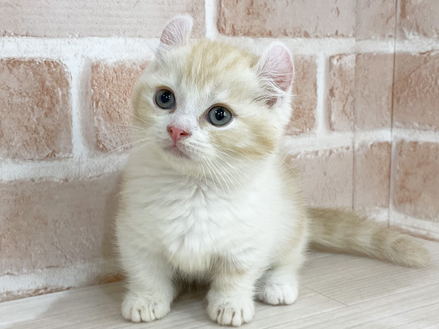 神奈川県のキンカロー (ペッツファーストfor cats横浜元町店/2025年4月25日生まれ/女の子/クリームタビーホワイト)の子猫の3枚目の画像
