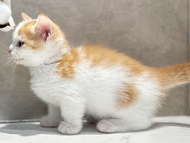 東京都のマンチカン (ペッツファースト代官山店/2025年4月24日生まれ/男の子/レッドタビーホワイト)の子猫の2枚目の画像