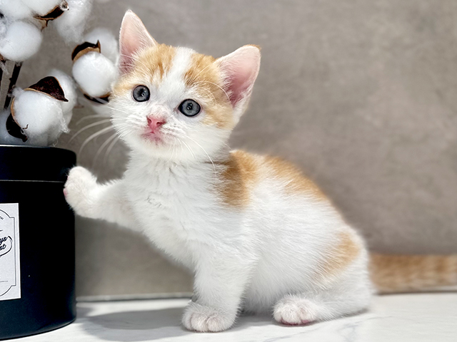 東京都のマンチカン (ペッツファースト代官山店/2025年4月24日生まれ/男の子/レッドタビーホワイト)の子猫の3枚目の画像