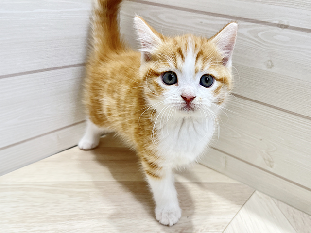 アメリカンショートヘアー 広島府中店 │ペッツファースト公式サイト