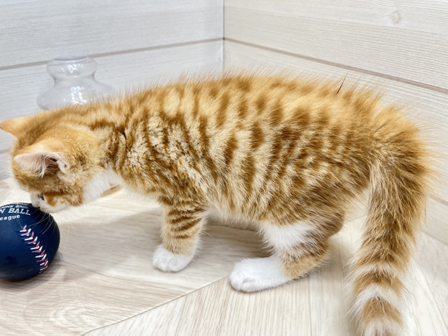 アメリカンショートヘアー 広島府中店 │ペッツファースト公式サイト