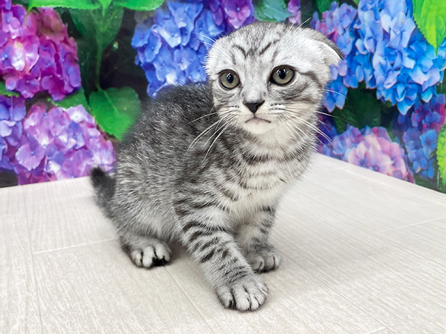 東京都のスコティッシュフォールド (ペッツファースト八王子多摩美大前店/2025年4月20日生まれ/男の子/シルバータビー)の子猫の1枚目の画像