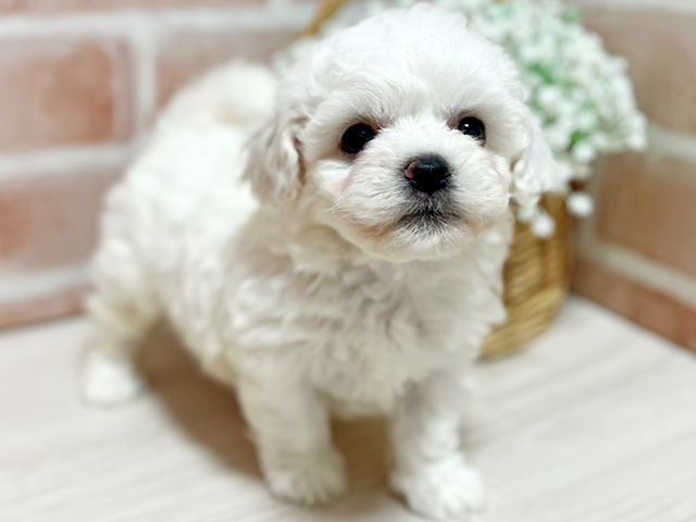 東京都のビションフリーゼ (ペッツファースト池袋店/2025年4月26日生まれ/女の子/ホワイト)の子犬の2枚目の画像
