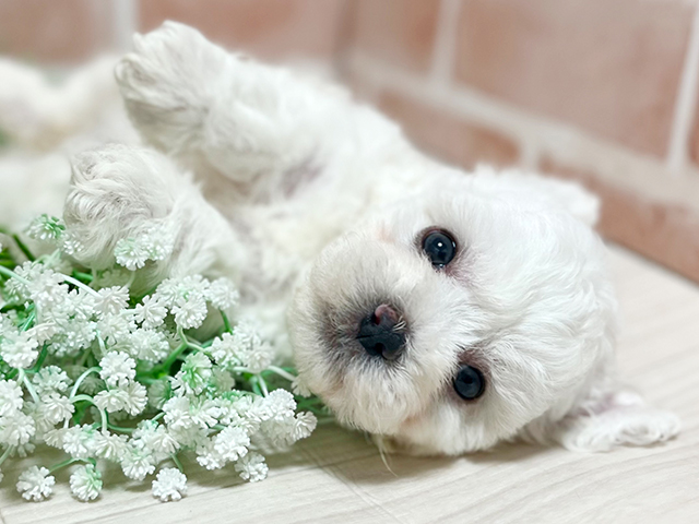 東京都のビションフリーゼ (ペッツファースト池袋店/2025年4月26日生まれ/女の子/ホワイト)の子犬の3枚目の画像