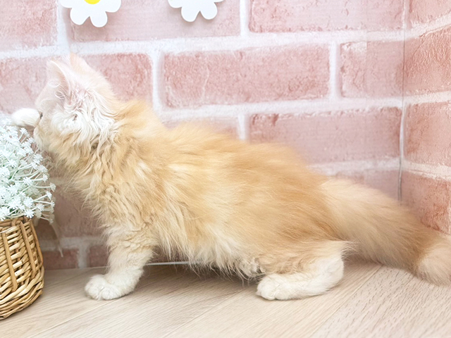東京都のペルシャ (ペッツファーストfor cats武蔵小山店/2025年4月26日生まれ/男の子/レッドタビー)の子猫の2枚目の画像