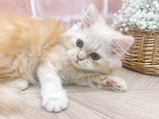東京都のペルシャ (ペッツファーストfor cats武蔵小山店/2025年4月26日生まれ/男の子/レッドタビー)の子猫の3枚目の画像