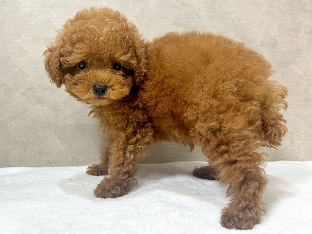 東京都のティーカッププードル (ペッツファースト中野店/2025年4月27日生まれ/男の子/レッド)の子犬の2枚目の画像