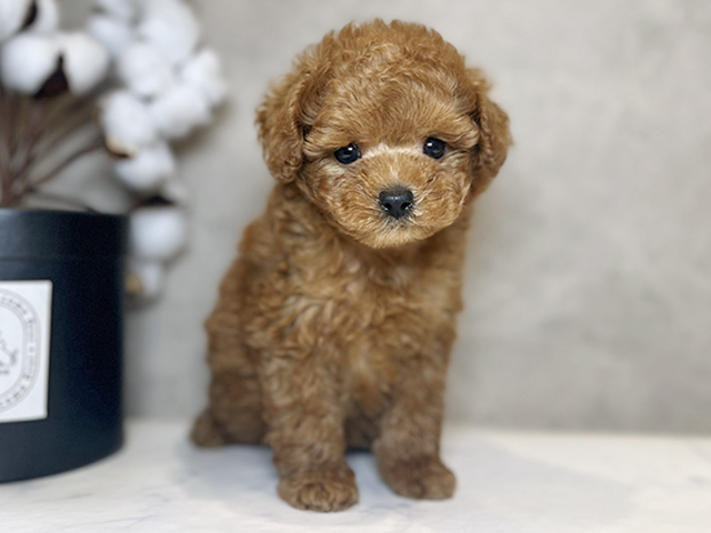 東京都のタイニープードル (ペッツファースト青山店/2025年4月27日生まれ/男の子/レッド)の子犬の1枚目の画像