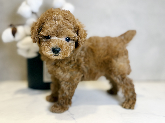 東京都のタイニープードル (ペッツファースト青山店/2025年4月27日生まれ/男の子/レッド)の子犬の2枚目の画像