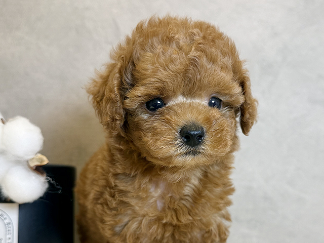東京都のタイニープードル (ペッツファースト青山店/2025年4月27日生まれ/男の子/レッド)の子犬の3枚目の画像