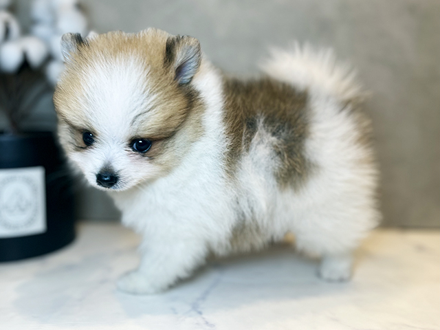 東京都のポメラニアン (ペッツファースト青山店/2025年4月27日生まれ/男の子/パーティーカラー)の子犬の2枚目の画像