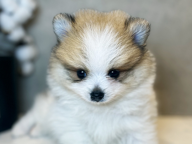 東京都のポメラニアン (ペッツファースト青山店/2025年4月27日生まれ/男の子/パーティーカラー)の子犬の3枚目の画像