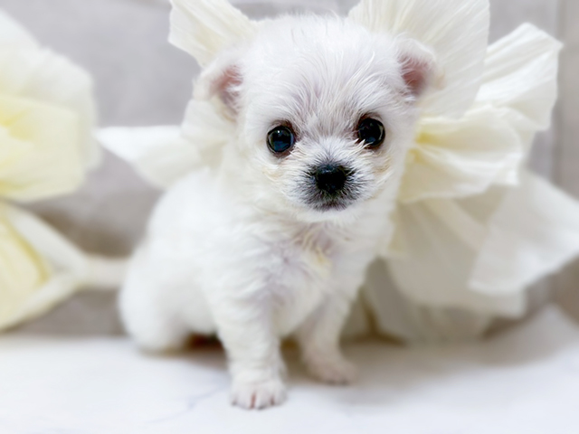 東京都のハーフ犬・ミックス犬 (ペッツファースト恵比寿店/2025年4月27日生まれ/男の子/ホワイト)の子犬