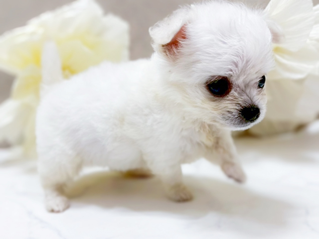 東京都のハーフ犬・ミックス犬 (ペッツファースト恵比寿店/2025年4月27日生まれ/男の子/ホワイト)の子犬の2枚目の画像