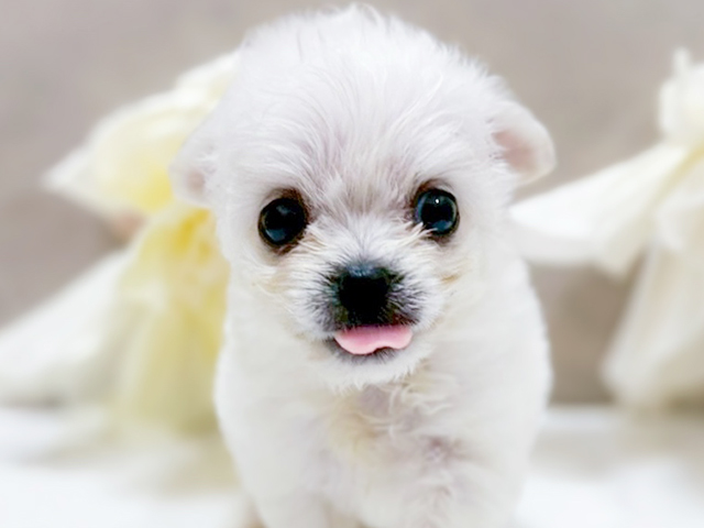 東京都のハーフ犬・ミックス犬 (ペッツファースト恵比寿店/2025年4月27日生まれ/男の子/ホワイト)の子犬の3枚目の画像
