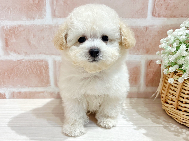 東京都のタイニープードル (ペッツファースト自由が丘店/2025年4月10日生まれ/男の子/ホワイト)の子犬