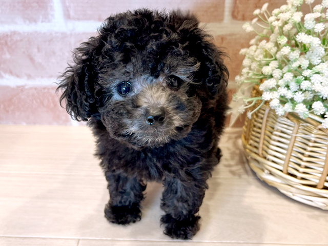 東京都のタイニープードル (ペッツファースト広尾店/2025年4月10日生まれ/女の子/シルバー)の子犬の1枚目の画像