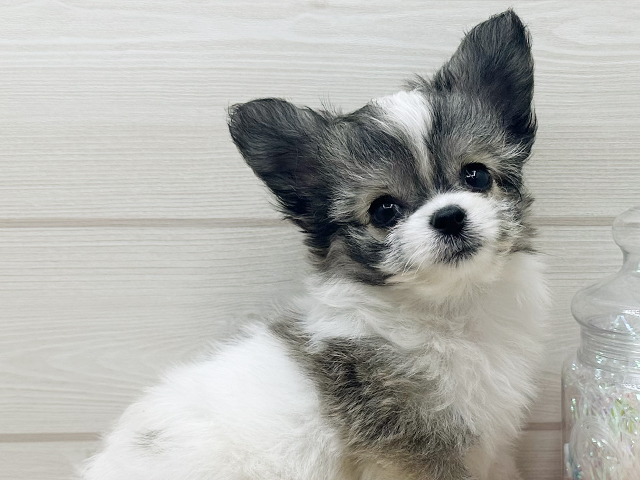 東京都のハーフ犬・ミックス犬 (ペッツファースト渋谷店/2025年4月27日生まれ/男の子/パーティーカラー)の子犬の3枚目の画像