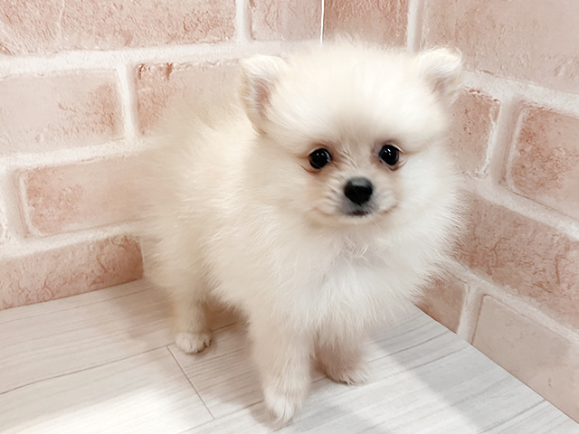 東京都のポメラニアン (ペッツファースト町田店/2025年4月22日生まれ/男の子/クリーム)の子犬