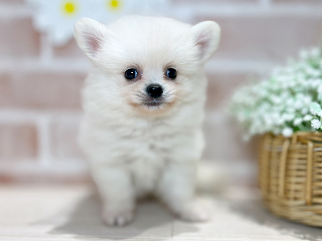 岡山県のポメラニアン (ペッツファースト倉敷店/2025年4月22日生まれ/男の子/クリーム)の子犬の1枚目の画像
