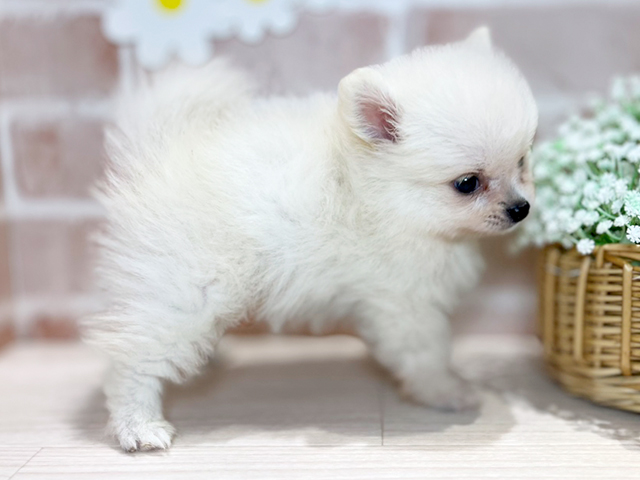 岡山県のポメラニアン (ペッツファースト倉敷店/2025年4月22日生まれ/男の子/クリーム)の子犬の2枚目の画像