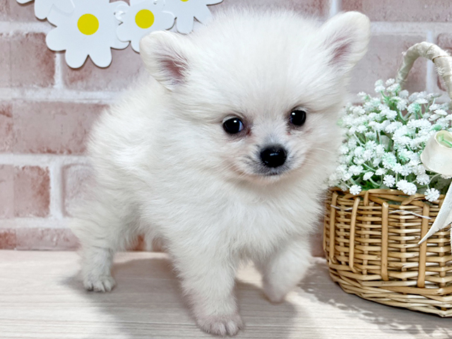 岡山県のポメラニアン (ペッツファースト倉敷店/2025年4月22日生まれ/男の子/クリーム)の子犬の3枚目の画像