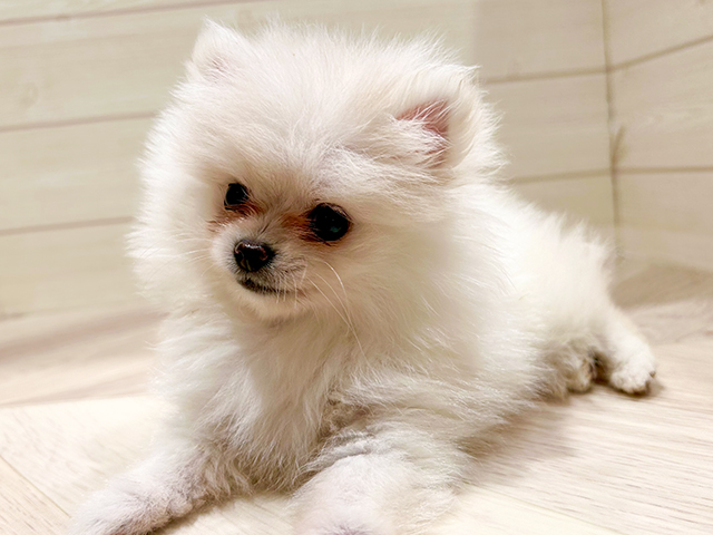 東京都のポメラニアン (ペッツファースト豊洲店/2025年4月22日生まれ/女の子/クリーム)の子犬の2枚目の画像