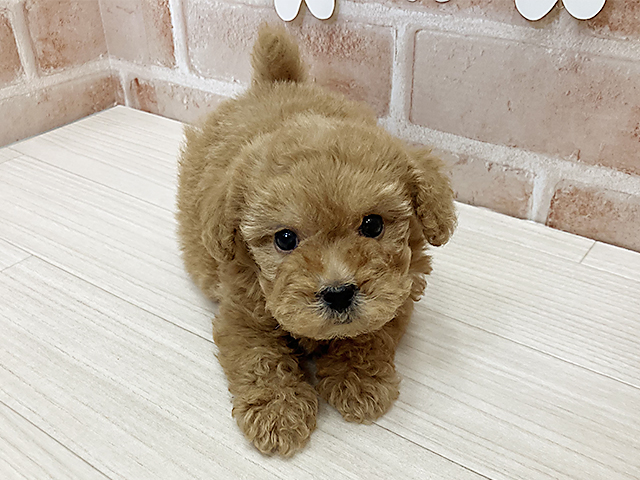 鹿児島県のタイニープードル (ペッツファースト鹿児島店/2025年4月26日生まれ/男の子/レッド)の子犬の1枚目の画像