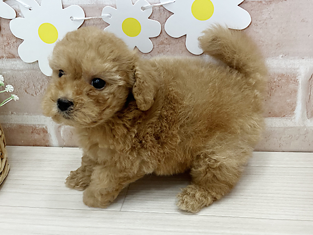 鹿児島県のタイニープードル (ペッツファースト鹿児島店/2025年4月26日生まれ/男の子/レッド)の子犬の2枚目の画像