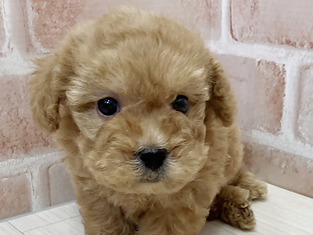 鹿児島県のタイニープードル (ペッツファースト鹿児島店/2025年4月26日生まれ/男の子/レッド)の子犬の3枚目の画像