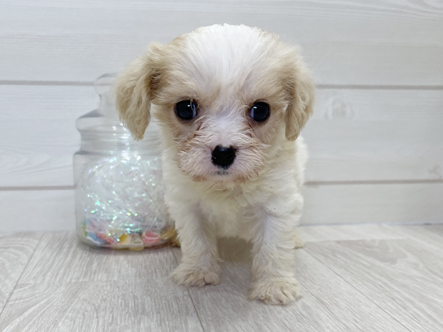 愛知県のハーフ犬・ミックス犬 (ペッツファースト大高店/2025年4月27日生まれ/男の子/ブレンハイム)の子犬
