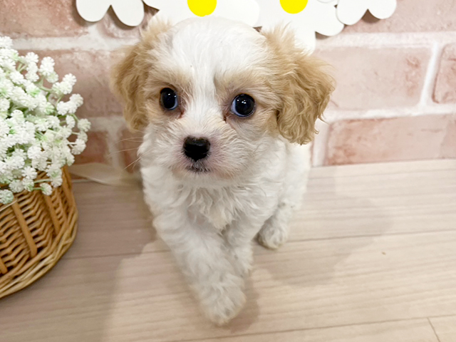 静岡県のハーフ犬・ミックス犬 (ペッツファースト富士南店/2025年4月27日生まれ/女の子/ブレンハイム)の子犬の1枚目の画像