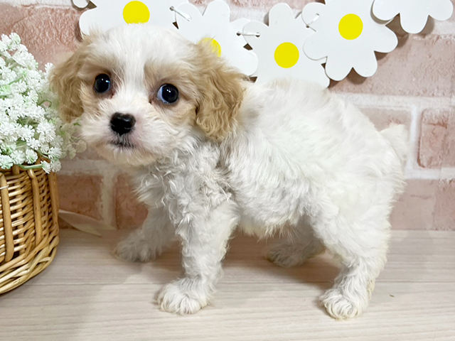 静岡県のハーフ犬・ミックス犬 (ペッツファースト富士南店/2025年4月27日生まれ/女の子/ブレンハイム)の子犬の2枚目の画像