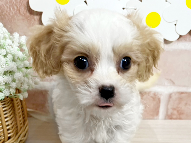 静岡県のハーフ犬・ミックス犬 (ペッツファースト富士南店/2025年4月27日生まれ/女の子/ブレンハイム)の子犬の3枚目の画像