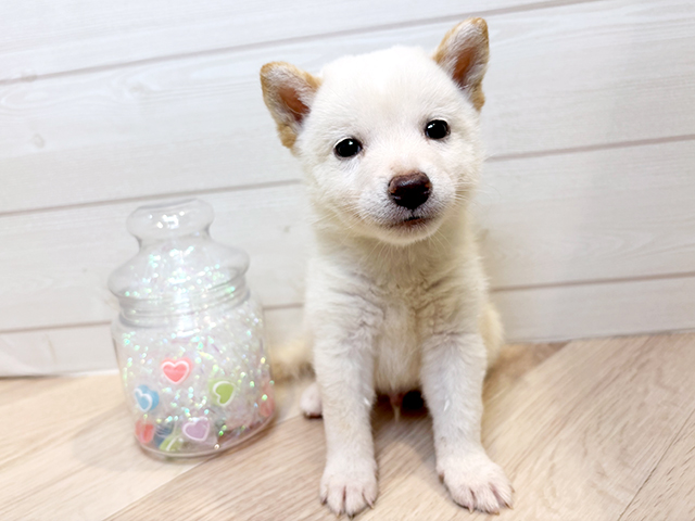 神奈川県の豆柴 (ペッツファースト川崎店/2025年4月28日生まれ/男の子/白)の子犬の1枚目の画像