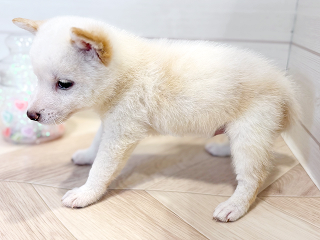 神奈川県の豆柴 (ペッツファースト川崎店/2025年4月28日生まれ/男の子/白)の子犬の2枚目の画像