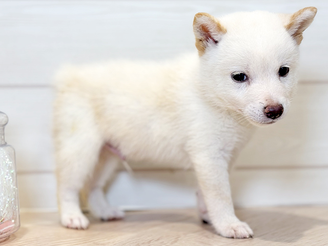 神奈川県の豆柴 (ペッツファースト川崎店/2025年4月28日生まれ/男の子/白)の子犬の3枚目の画像