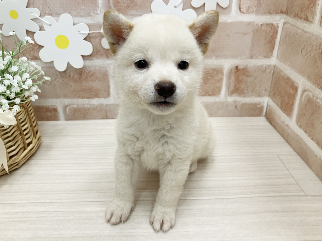 鹿児島県の豆柴 (ペッツファースト鹿児島店/2025年4月28日生まれ/女の子/白)の子犬の1枚目の画像