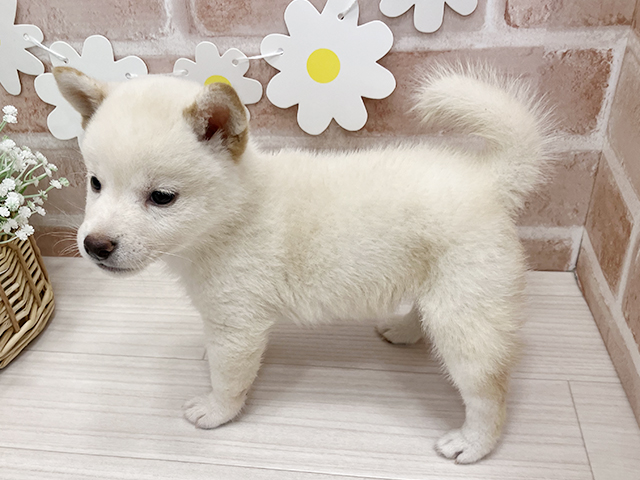 鹿児島県の豆柴 (ペッツファースト鹿児島店/2025年4月28日生まれ/女の子/白)の子犬の2枚目の画像