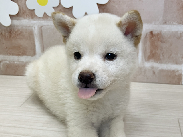 鹿児島県の豆柴 (ペッツファースト鹿児島店/2025年4月28日生まれ/女の子/白)の子犬の3枚目の画像